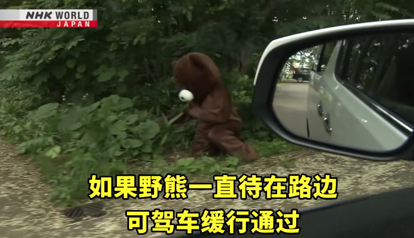 日本一個月64人遭熊襲擊 NHK推中文自保教學片 網民:熊太可愛啦(有片) | 日本旅遊