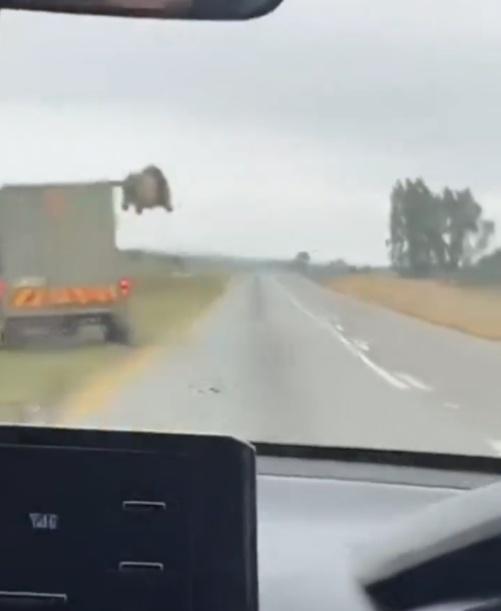 獅子趁貨車速度減慢跳下車,然後在公路附近遊走。(X)