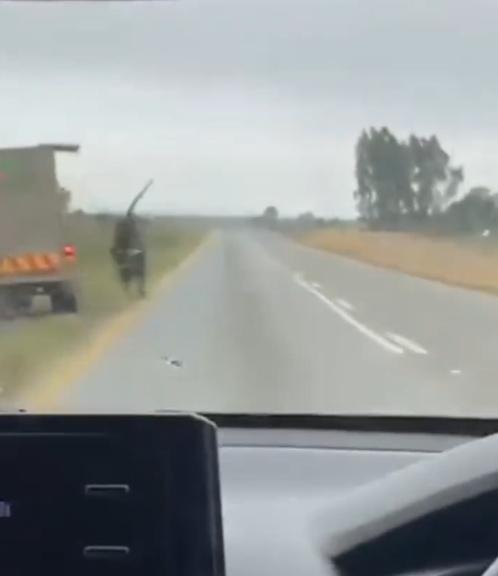 獅子趁貨車速度減慢跳下車,然後在公路附近遊走。(X)