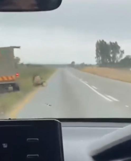 獅子趁貨車速度減慢跳下車,然後在公路附近遊走。(X)