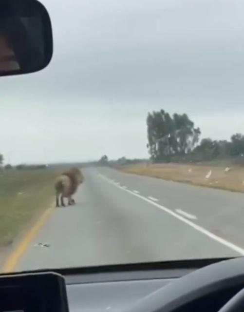 獅子趁貨車速度減慢跳下車,然後在公路附近遊走。(X)
