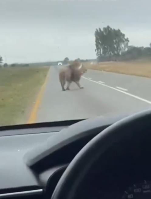 獅子除了指甲斷裂和輕微擦傷,沒有骨折等其他傷害。(X)