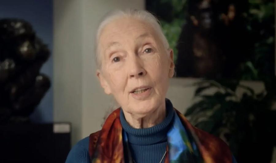 Dr. Jane Goodall在美國巡迴演講期間因病離世,享年91歲。