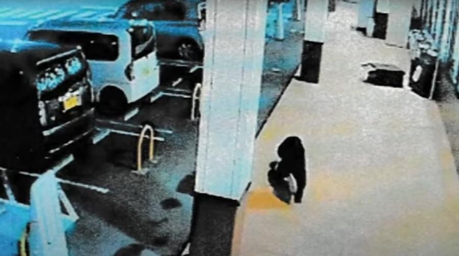 超市經理:野熊不似覓食,看似有點困惑。(YouTube)