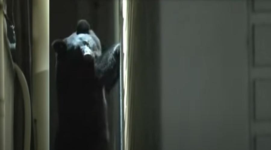 野熊在地面層逗留了約4個小時,之後離開。(YouTube)