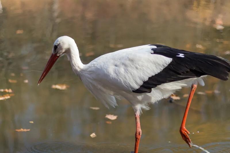 東方白鸛在南韓被列為一級瀕危野生動物,且被列為天然紀念物。(網上圖片)
