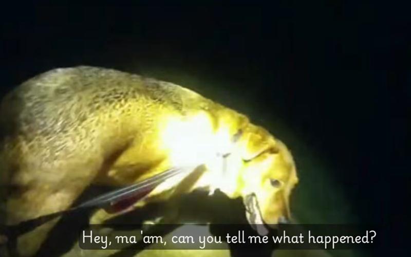 警員立刻執起Eeyore的牽引繩著牠帶路,穿過漆黑的住宅區後,終於找到倒地受傷的老婦。(FB)