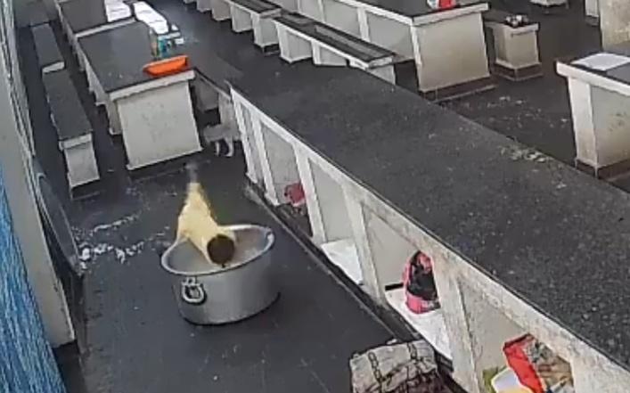 女孩卻沒留意撞到大鍋,隨即失去平衡,整個人跌入鍋裡。(X)