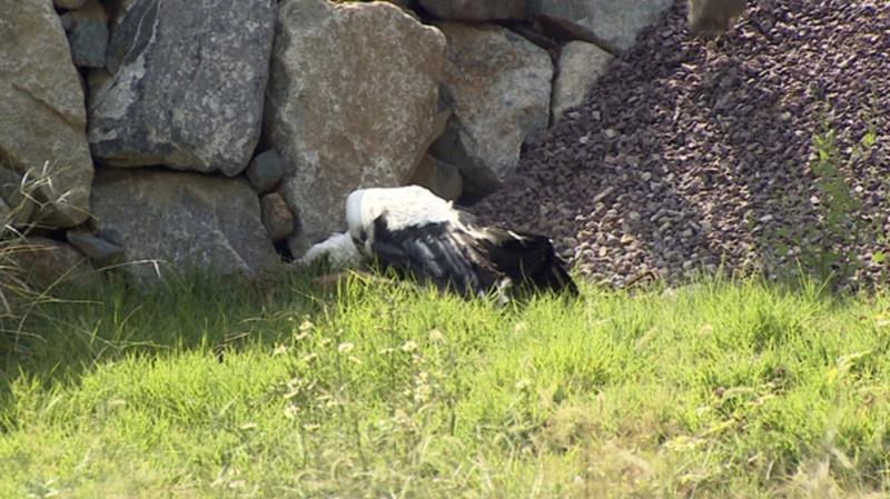 一隻雄性白鸛出籠後無法順利飛行。(X)