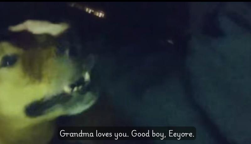 老婦在得知Eeyore攔截警車救她時,忙輕摸著愛犬的頭,溫柔地說:「Eeyore你真是個好孩子,我愛你」。(FB)