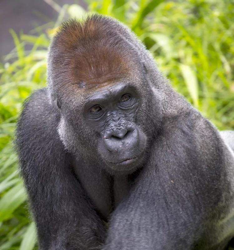 Denny的兄弟「Maka」於8月因心臟問題猝逝。(X)