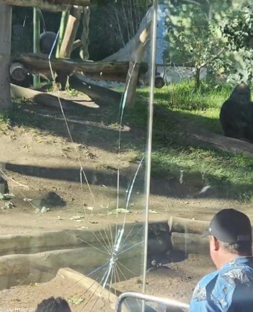 三層強化玻璃中的一層撞裂,多名民眾目睹玻璃出現裂痕,紛紛驚呼後退。(X)