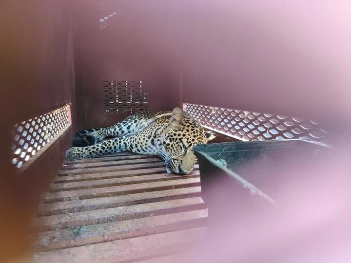 花豹已恢復意識,稍後會把牠帶到保護設施,進行觀察並確認身分。(X)