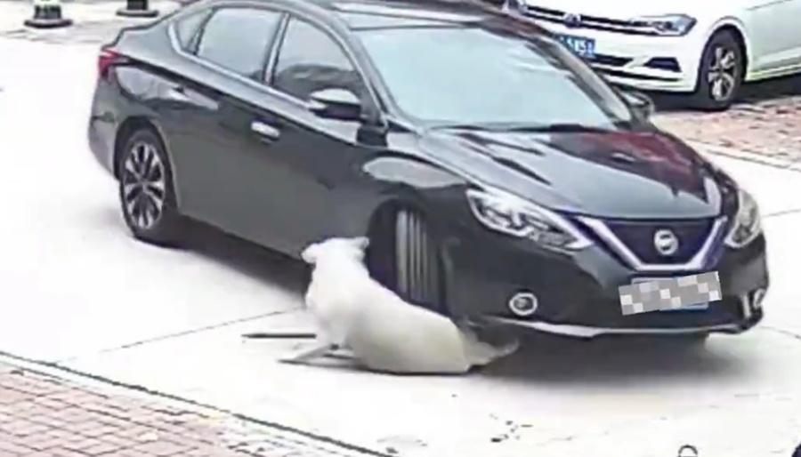 圓圓閃避不及被車輪輾過,令牠當場慘叫。(微博)