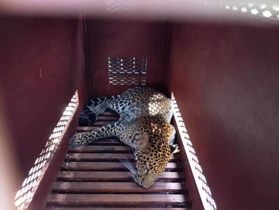花豹已恢復意識,稍後會把牠帶到保護設施,進行觀察並確認身分。(X)