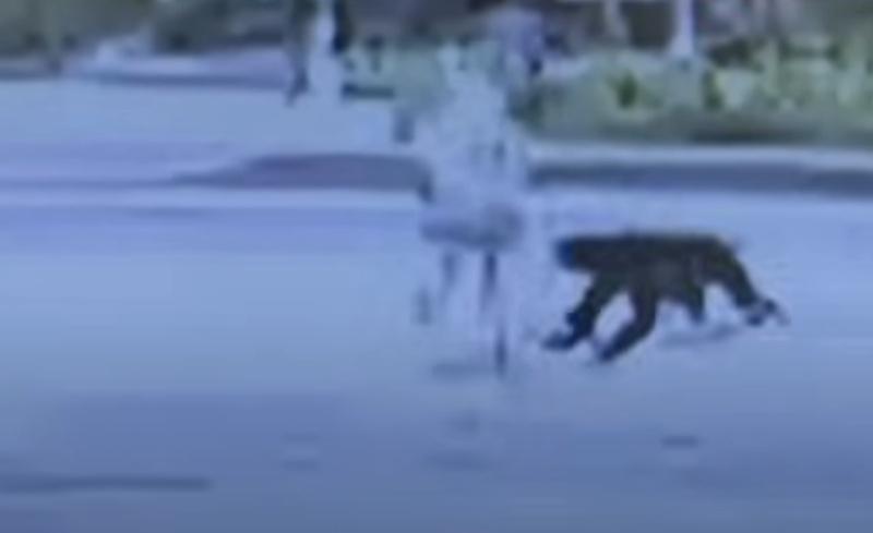 一隻體長約80厘米長的黑熊從婦人後方快速衝來。(YouTube)