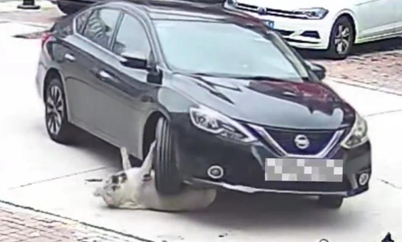 圓圓閃避不及被車輪輾過,令牠當場慘叫。(微博)