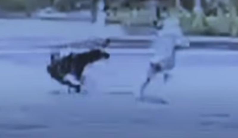 熊跳起來抓傷老婦臉部,老婦尖叫躲避。(YouTube)