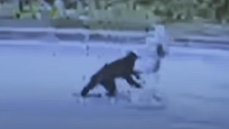 熊又再次撲向她,準備進行第二次攻擊。(YouTube)