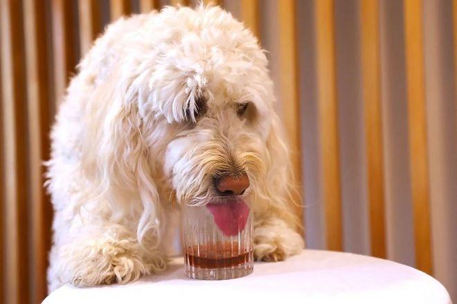 飲品不含酒精或葡萄(葡萄對狗隻有毒),以貓薄荷為主要成分,聲稱可以緩解寵物的壓力情緒。(X)