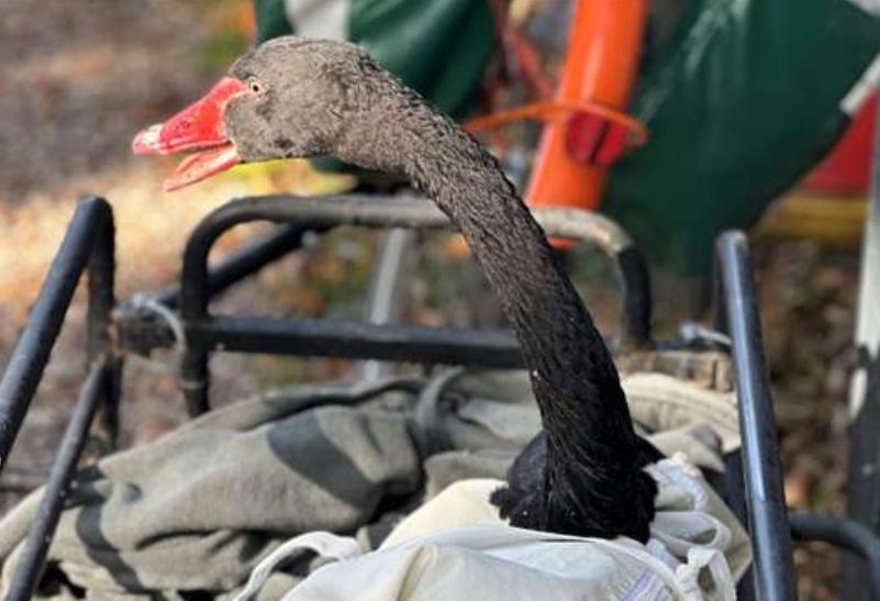 Reggie最終於周三(2日)被送到逾200公里外的德文郡( Devon)的動物保護中心。(X)