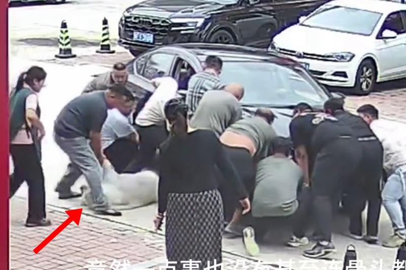 網民:主人長點心吧,開車的也注意點路上的小動物吧。(微博)