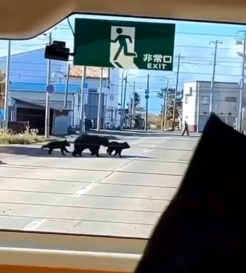 3頭熊緩緩走過幾棟民宅附近,不遠處還可以看到一名路人走過。(X)