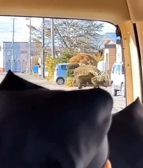 車上學童目睹此景,害怕得不斷發出充滿恐懼的尖叫聲。(X)