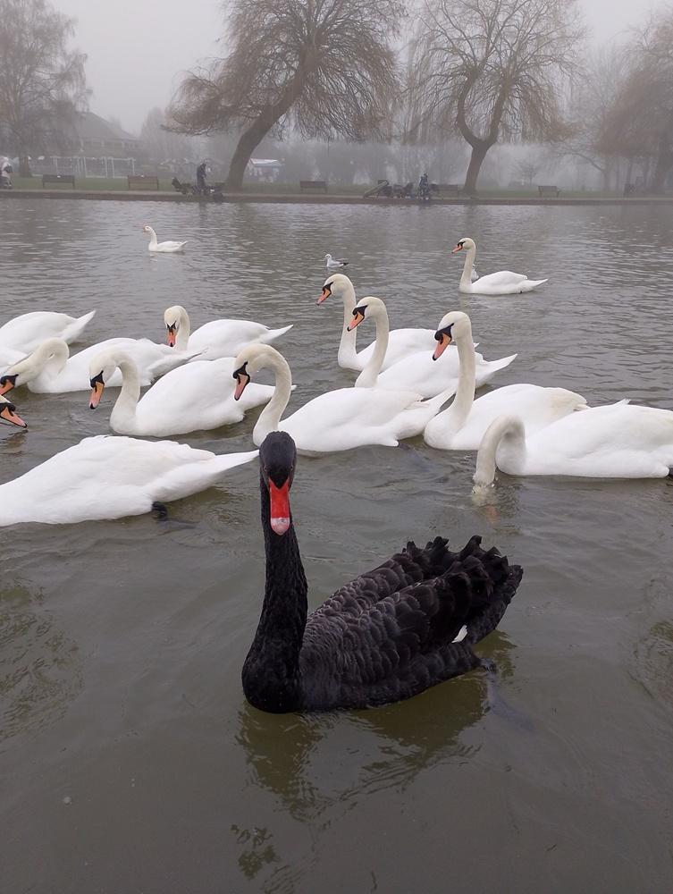 馴養員說:「最近幾個月,Reggie開始變得孤立、過度自信,甚至還有點自負。」(X)