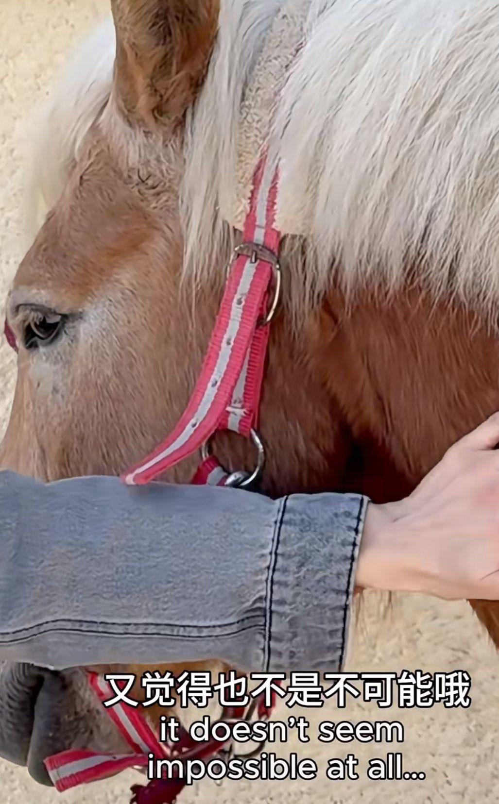 張曼玉分享去年四月拍攝的短片,在法國波爾多的大自然下體驗了幾天。