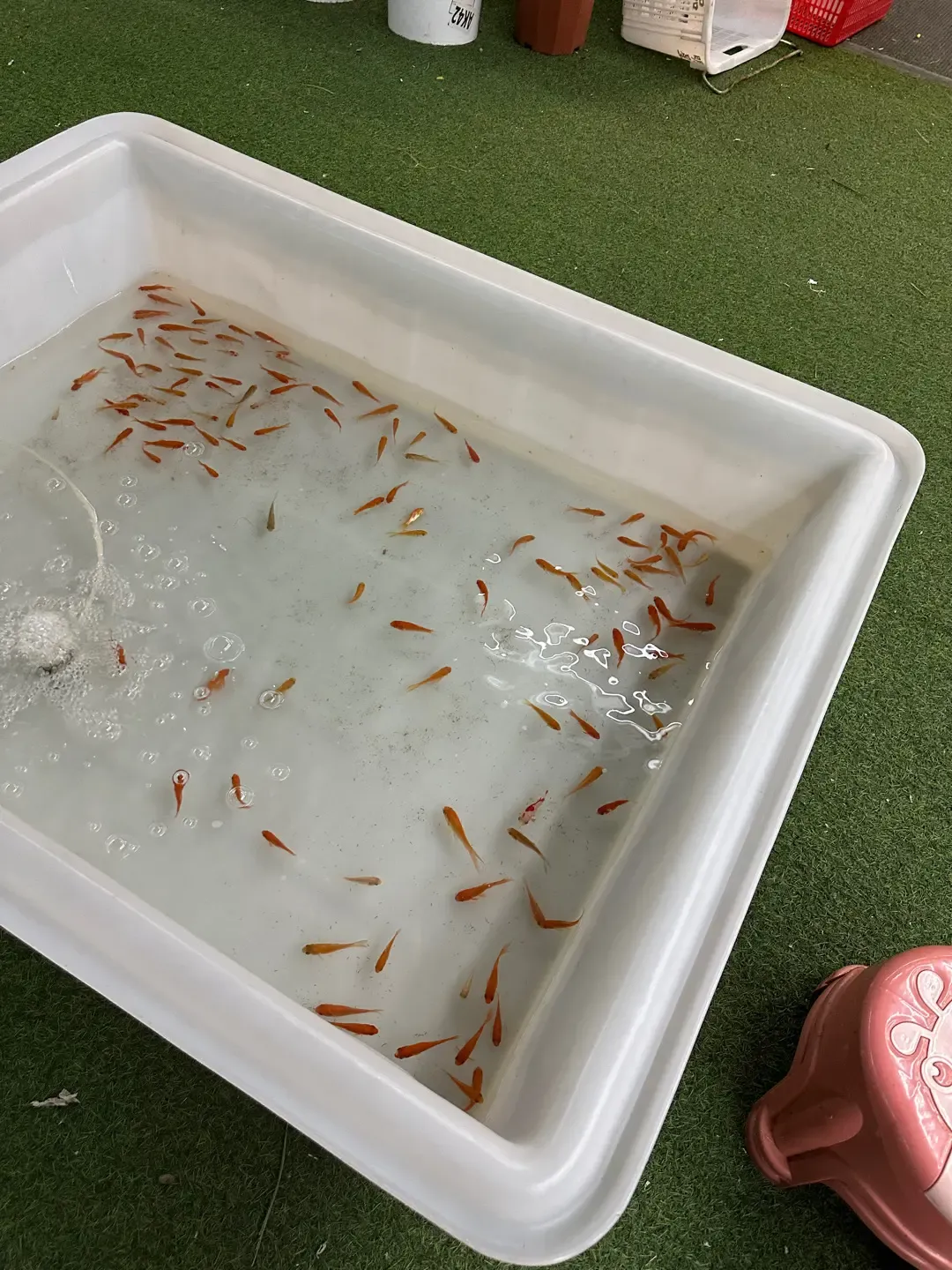 入秋燒烤場推介|富來休間農莊(元朗)