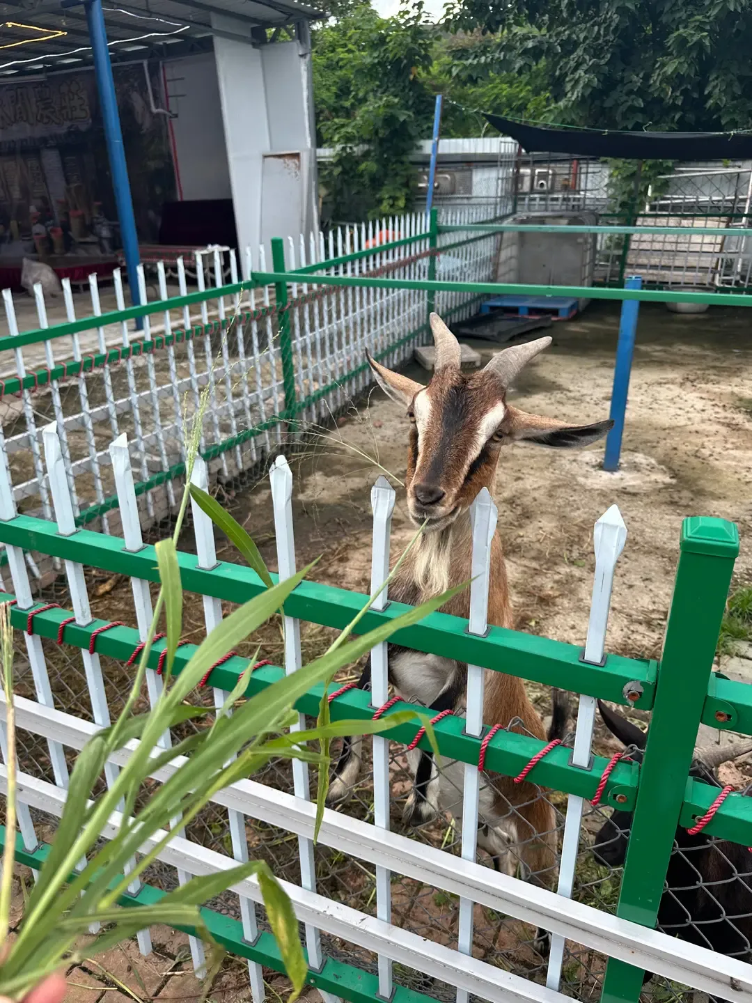 入秋燒烤場推介|富來休間農莊(元朗)