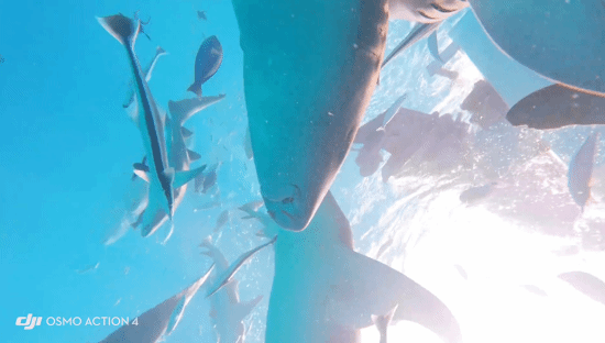 鯊魚把相機吐出後,回到大海。(影片截圖)