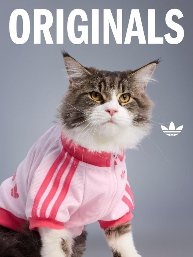 adidas Originals新推2025秋冬寵物系列,包括4色復古運動外套。