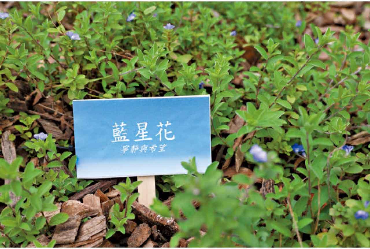 紀念花園種植了本港常見的花種和樹種。