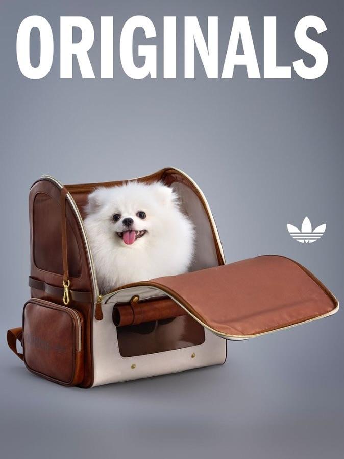 adidas Originals寵物背囊
