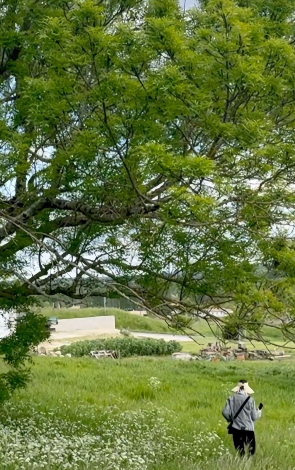 張曼玉分享去年四月拍攝的短片,在法國波爾多的大自然下體驗了幾天。