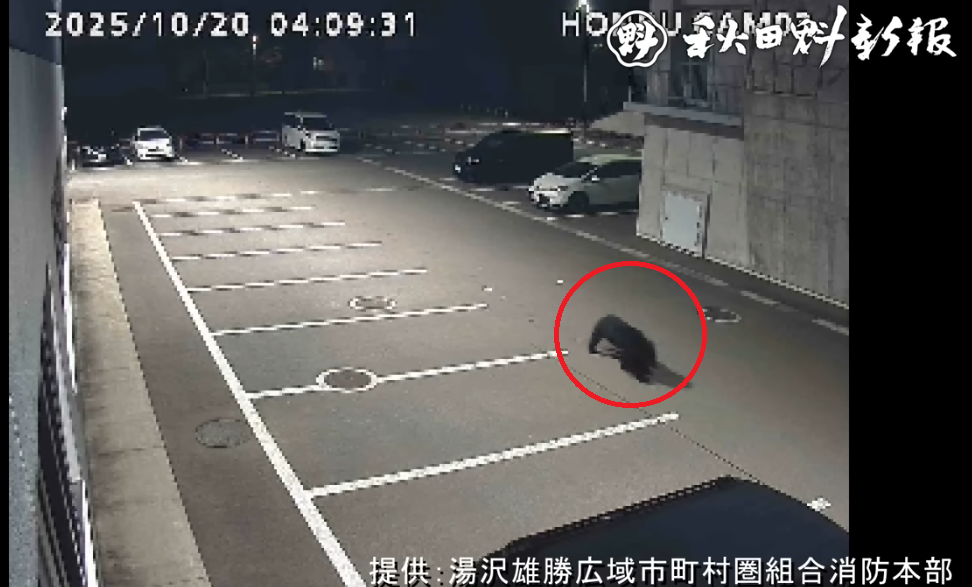 恐怖!日本民居發現身份不明遺體 身上有爪痕疑遭熊襲擊