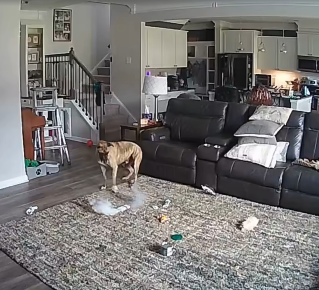 主人不在家狗咬鋰電池突冒煙,瞬間爆炸起火。(互聯網)