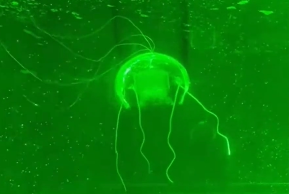 陝西省西北工業大學機電學院陶凱教授團隊近日成功研發出一款名為「水下幽靈」的仿生機械人。