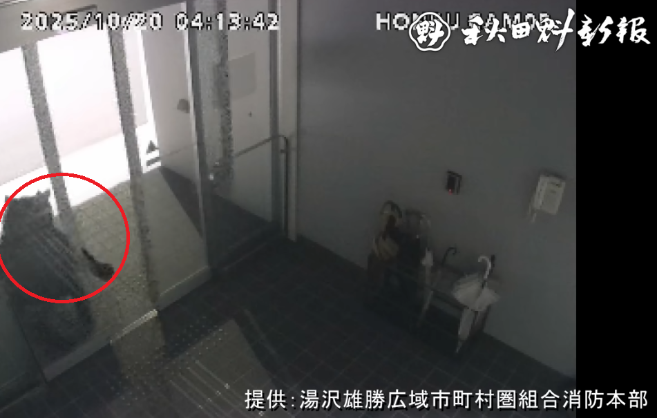 日本旅遊|秋田縣黑熊闖市區4人傷 闖入商廈躲進住宅逾24小時(有片)