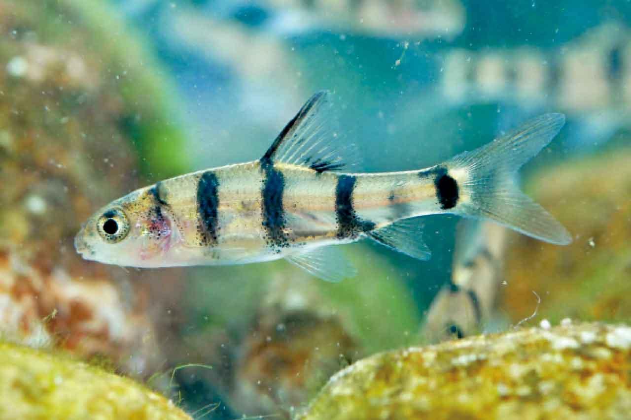 東涌河是北江光唇魚重要棲息地。 (綠色力量圖片)