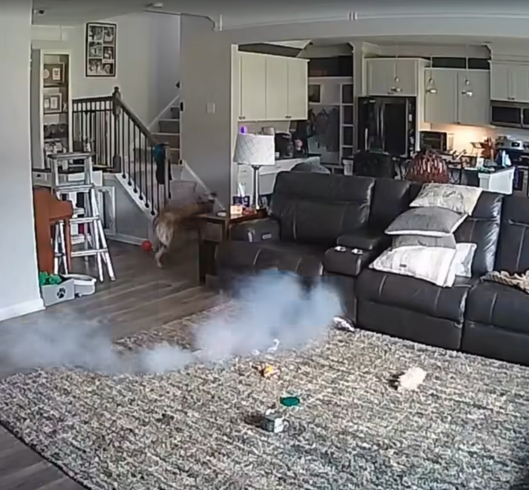 主人不在家狗咬鋰電池突冒煙,瞬間爆炸起火。(互聯網)