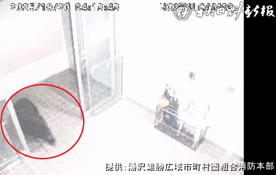 日本旅遊|秋田縣黑熊闖市區4人傷 闖入商廈躲進住宅逾24小時(有片)