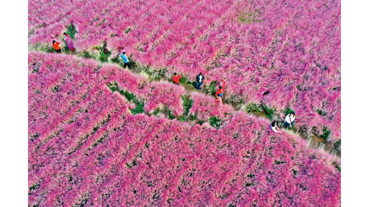 河南省孟州市趙和鎮受內地遊客歡迎。