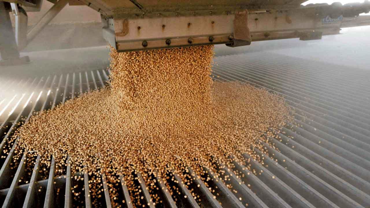 中美元首峰會前夕,中糧集團已大手入貨美國大豆。 (資料圖片)