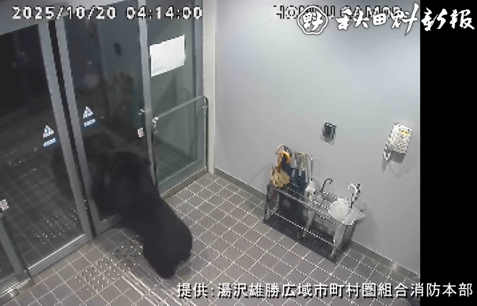 日本旅遊|秋田縣黑熊闖市區4人傷 闖入商廈躲進住宅逾24小時(有片)