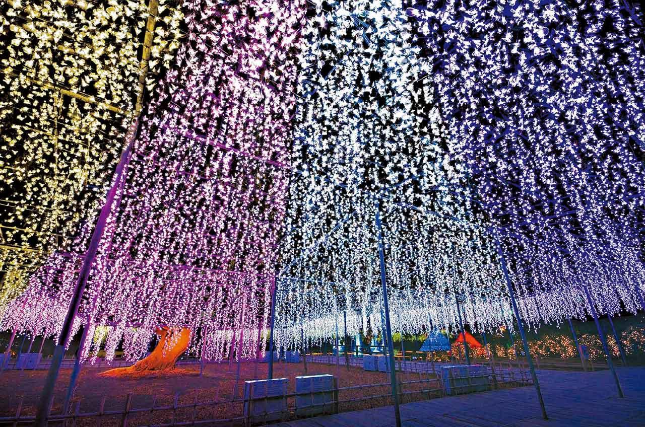 足利花卉公園燈光秀