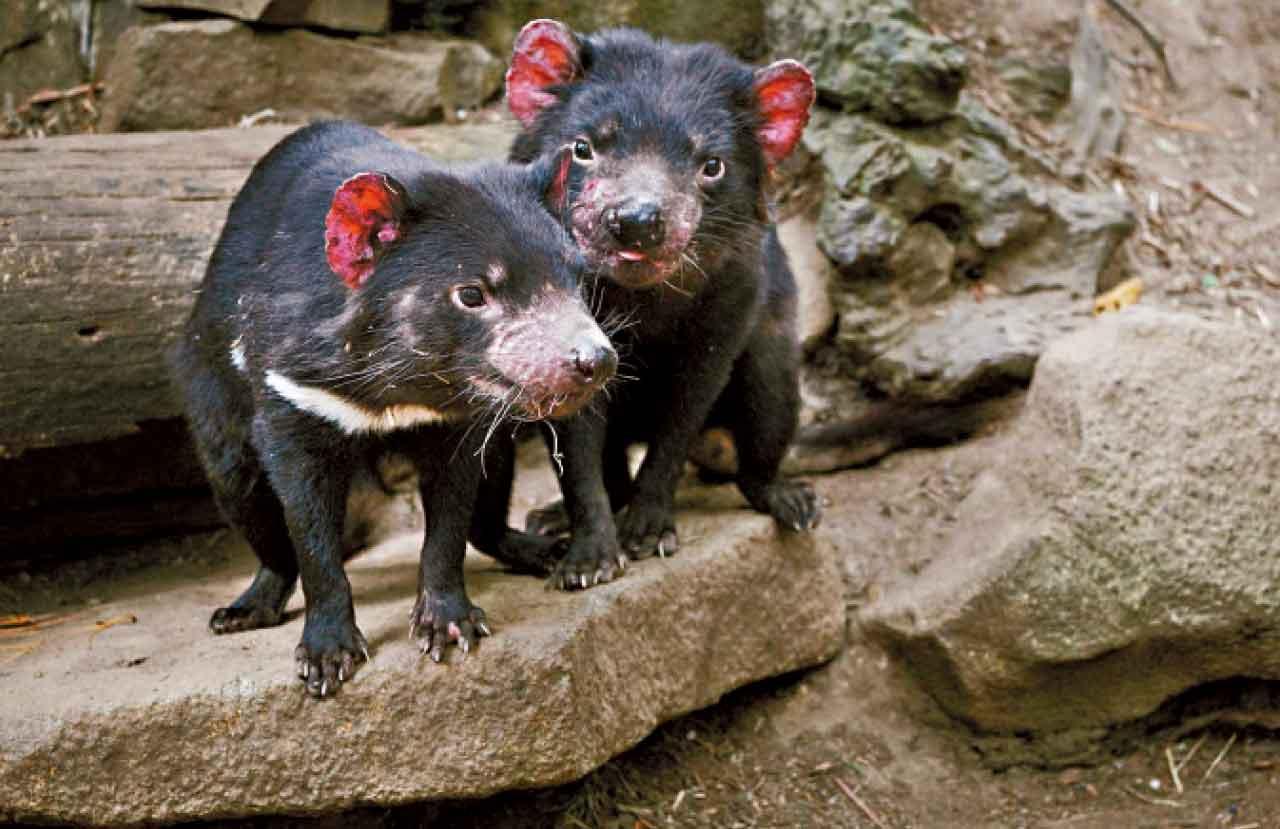 塔斯曼尼亞魔鬼