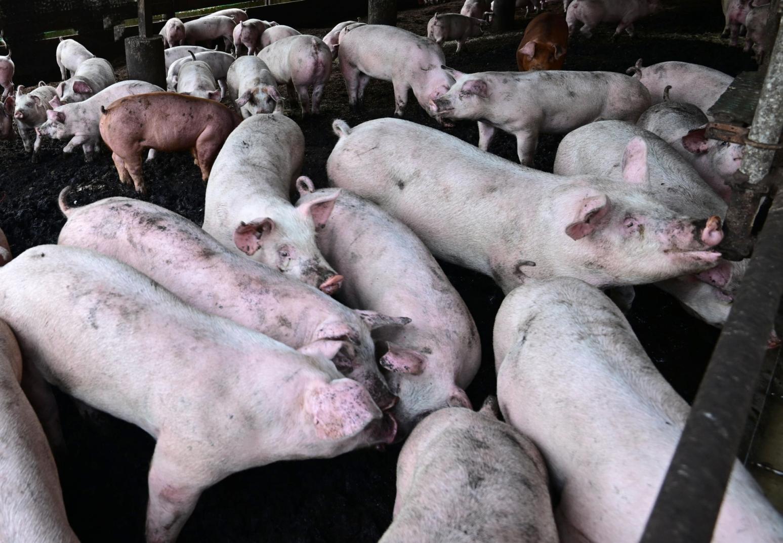 台灣首現非洲豬瘟禁運豬5天 現搶鮮肉潮魯肉飯店被逼停業